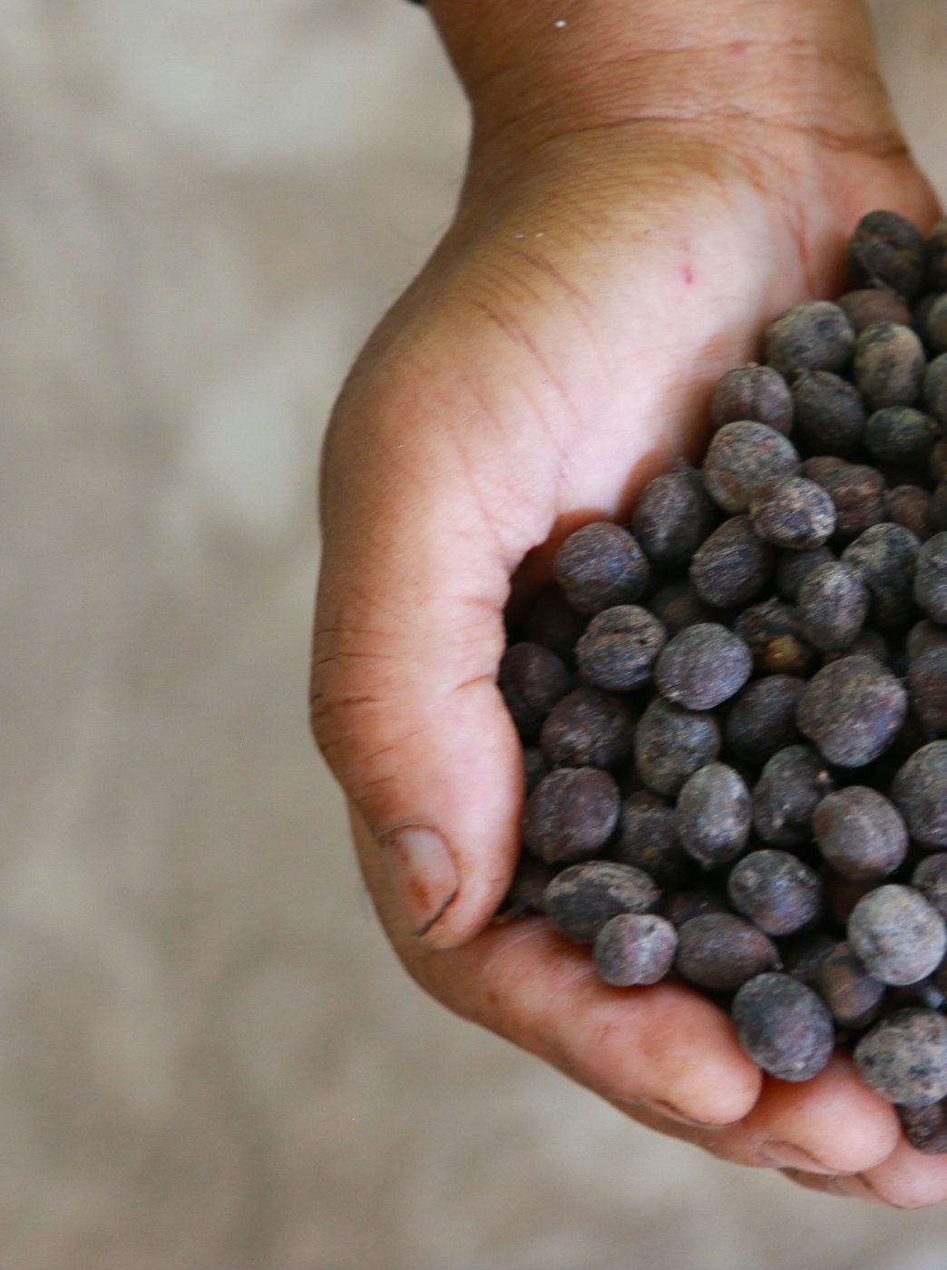 Robusta coffee harvested by Mentabah farmers. Photograph by Bismo Agung.