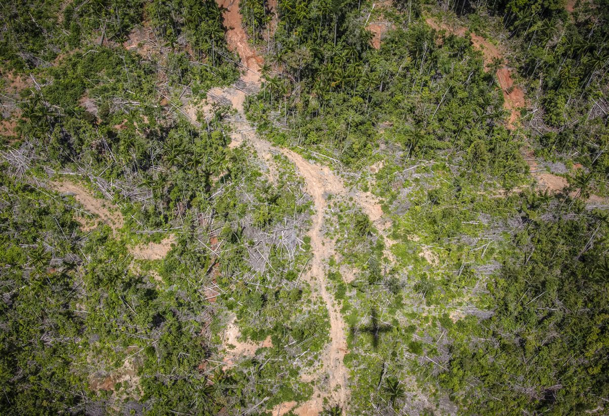 Forest areas in Merauke that have been converted into oil palm plantations. Photograph by Ulet Ifansasti / Greenpeace Indonesia.