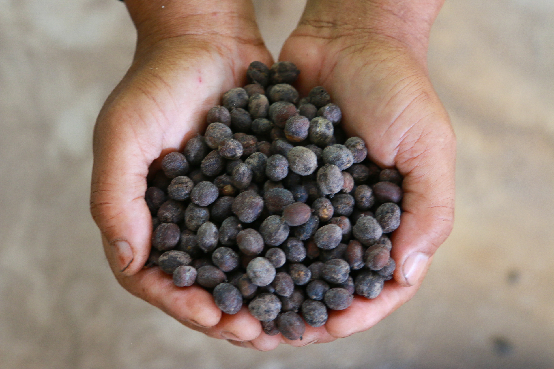 Robusta coffee harvested by Mentabah farmers