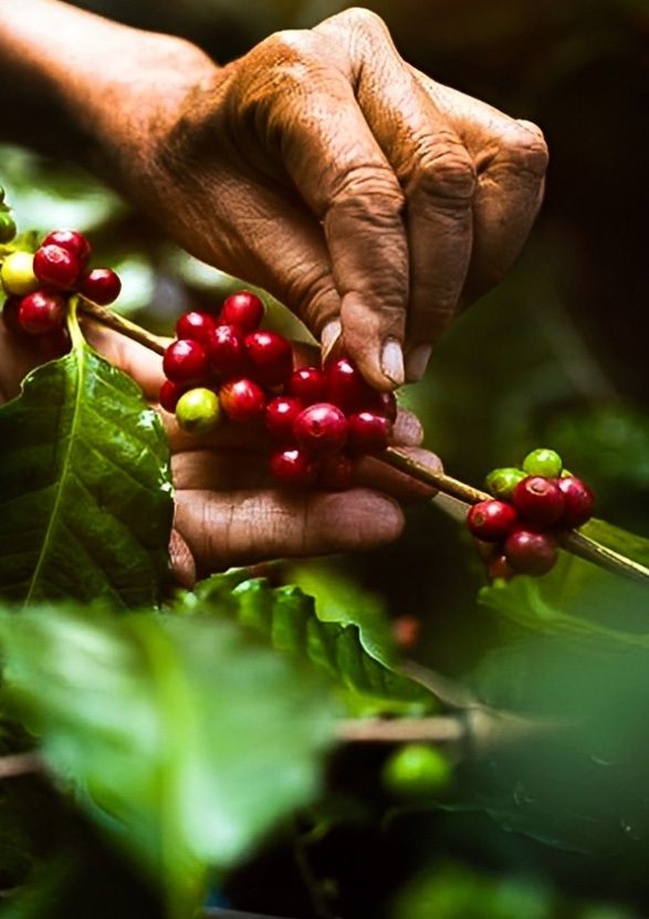 Coffee picking is carried out by farmers assisted by Java Kirana in Cipanas, Bogor, West Java. Photograph by Java Kirana.